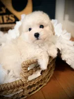 Ace, a male Maltipoo for sale in Crossville, TN – 4 of 6