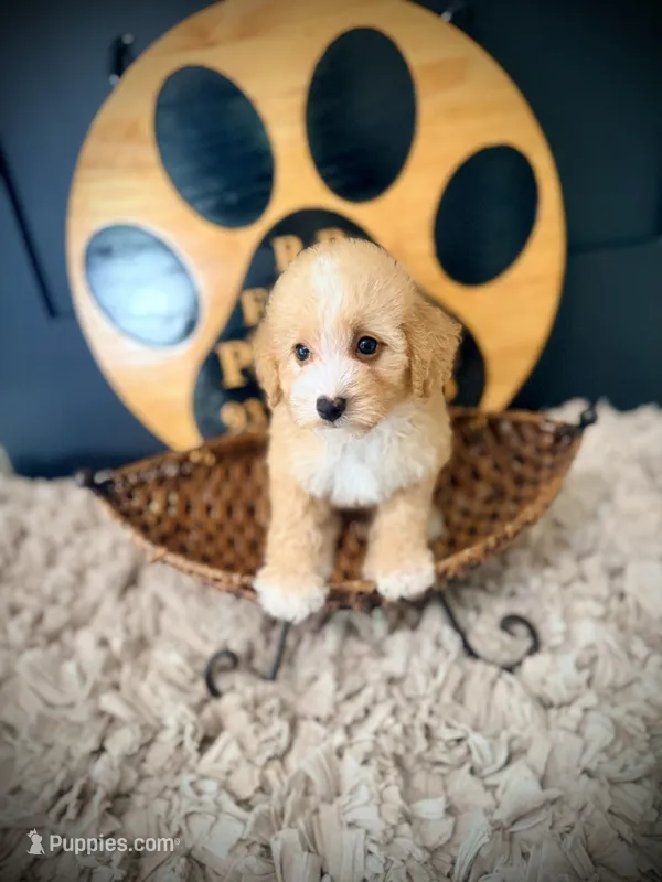 Holly – Poodle - Miniature  puppy for sale in Crossville, TN
