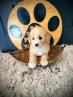 Holly, a female Poodle - Miniature  for sale in Crossville, TN – 1 of 6