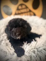 Reserved , a female Cavapoo for sale in Crossville, TN – 1 of 6