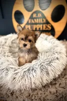 Sandy, a female Morkie for sale in Crossville, TN – 4 of 5
