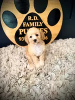 Lola, a female Poodle - Miniature  for sale in Crossville, TN – 3 of 5