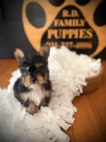 Josie, a female Yorkshire Terrier for sale in Crossville, TN – 5 of 6