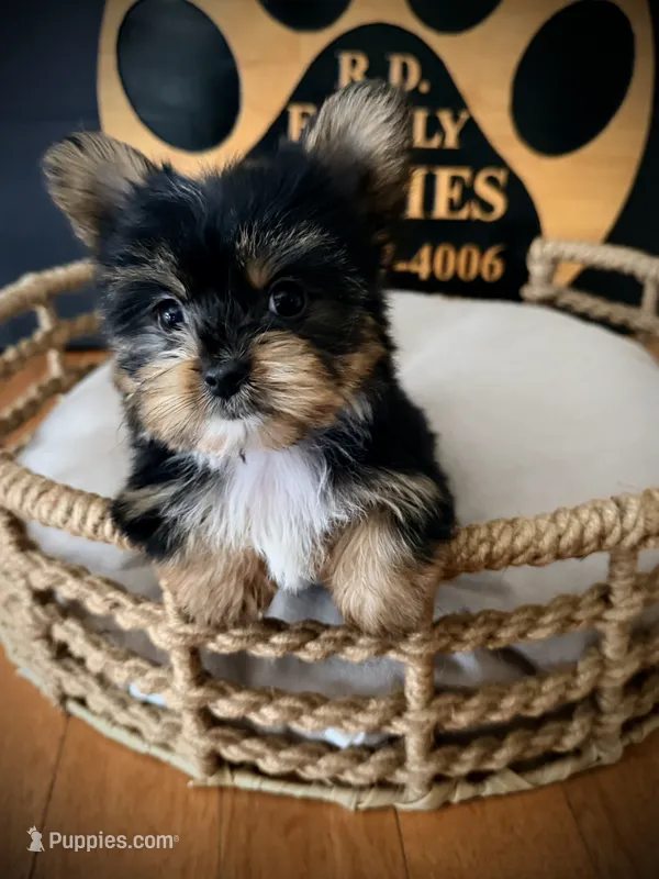 Josie – Yorkshire Terrier puppy for sale in Crossville, TN