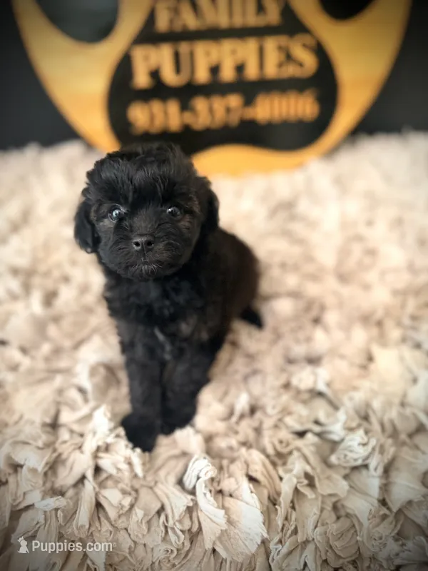 Riley – Cavapoo puppy for sale in Crossville, TN