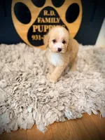 Holly, a female Poodle - Miniature  for sale in Crossville, TN – 4 of 6