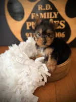 Piper, a female Yorkshire Terrier for sale in Crossville, TN – 2 of 5