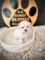 Alpine, a male Maltipoo for sale in Crossville, TN – 5 of 5