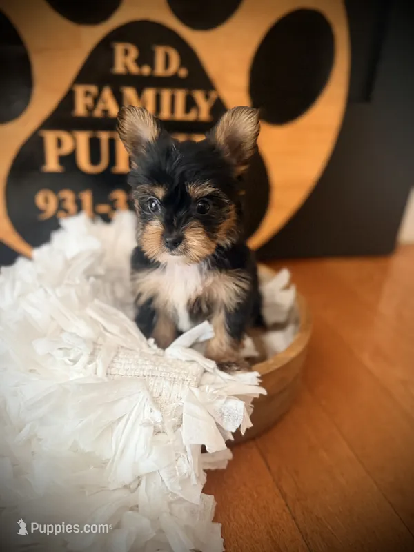 Josie – Yorkshire Terrier puppy for sale in Crossville, TN