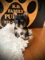 Josie, a female Yorkshire Terrier for sale in Crossville, TN – 1 of 6