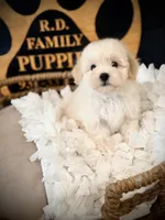 Ace, a male Maltipoo for sale in Crossville, TN – 3 of 6