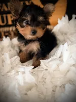 Callie, a female Yorkshire Terrier for sale in Crossville, TN – 4 of 7