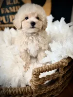 Rolo, a male Maltipoo for sale in Crossville, TN – 2 of 5