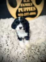 Maggie, a female Cavapoo for sale in Crossville, TN – 2 of 5