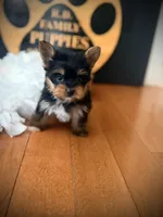 Millie, a female Yorkshire Terrier for sale in Crossville, TN – 3 of 6