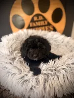 Reserved , a female Cavapoo for sale in Crossville, TN – 4 of 6