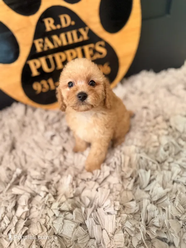 Grace – Poodle - Miniature  puppy for sale in Crossville, TN