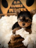 Zoe, a female Yorkshire Terrier for sale in Crossville, TN – 2 of 7