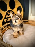Stella, a female Maltese and Yorkshire Terrier for sale in Crossville, TN – 2 of 6