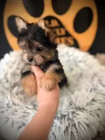 Maxwell, a male Maltese and Yorkshire Terrier for sale in Crossville, TN – 2 of 6