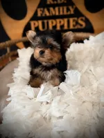 Zoe, a female Yorkshire Terrier for sale in Crossville, TN – 7 of 7