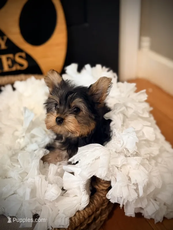Liv – Yorkshire Terrier puppy for sale in Crossville, TN