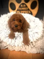 Clifford, a male Cockapoo for sale in Crossville, TN – 4 of 4