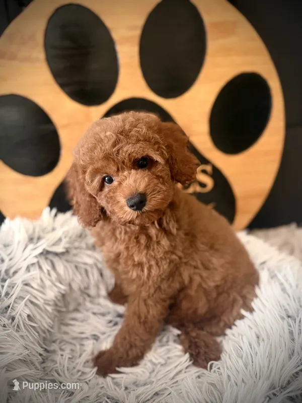 Annie – Cockapoo puppy for sale in Crossville, TN