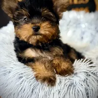 Reserved, a male Yorkshire Terrier for sale in Crossville, TN – Photo 6 of 10