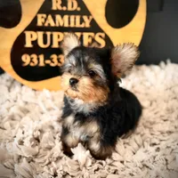 Reserved, a male Yorkshire Terrier for sale in Crossville, TN – Photo 1 of 10