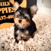 Reserved, a male Yorkshire Terrier for sale in Crossville, TN – Photo 3 of 10