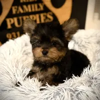 Reserved, a male Yorkshire Terrier for sale in Crossville, TN – Photo 9 of 10