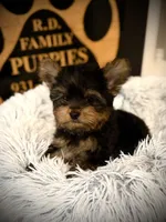 Axel , a male Yorkshire Terrier for sale in Crossville, TN – Photo 2 of 5