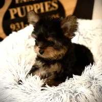 Reserved, a male Yorkshire Terrier for sale in Crossville, TN – Photo 10 of 10