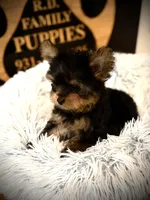 Axel , a male Yorkshire Terrier for sale in Crossville, TN – Photo 3 of 5