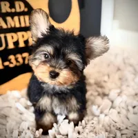 Reserved, a male Yorkshire Terrier for sale in Crossville, TN – Photo 2 of 10