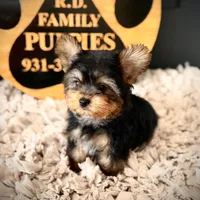 Reserved, a male Yorkshire Terrier for sale in Crossville, TN – Photo 4 of 10