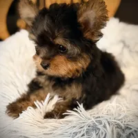 Reserved, a male Yorkshire Terrier for sale in Crossville, TN – Photo 7 of 10