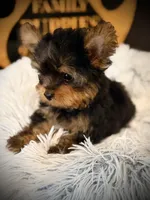 Axel , a male Yorkshire Terrier for sale in Crossville, TN – Photo 4 of 5