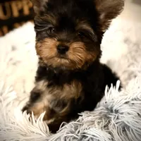 Reserved, a male Yorkshire Terrier for sale in Crossville, TN – Photo 8 of 10
