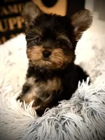 Axel , a male Yorkshire Terrier for sale in Crossville, TN – Photo 1 of 5