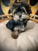 Charlie, a male Maltese and Yorkshire Terrier for sale in Crossville, TN – 4 of 7