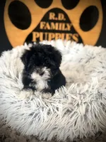 Oreo, a female Maltipoo for sale in Crossville, TN – 5 of 5