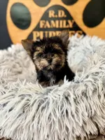Charlie, a male Morkie for sale in Crossville, TN – 3 of 3