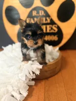 Millie, a female Yorkshire Terrier for sale in Crossville, TN – 6 of 6