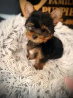 Tucker, a male Yorkshire Terrier for sale in Crossville, TN – 3 of 6