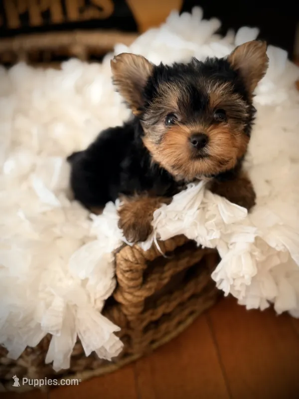 Zoe – Yorkshire Terrier puppy for sale in Crossville, TN