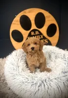 Oscar, a male Cockapoo for sale in Crossville, TN – 4 of 5