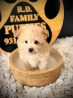 Graham , a male Pomeranian and Poodle - Toy  for sale in Crossville, TN – Photo 4 of 5