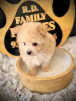 Graham , a male Pomeranian and Poodle - Toy  for sale in Crossville, TN – Photo 3 of 5